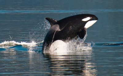 Alaska cruise from California